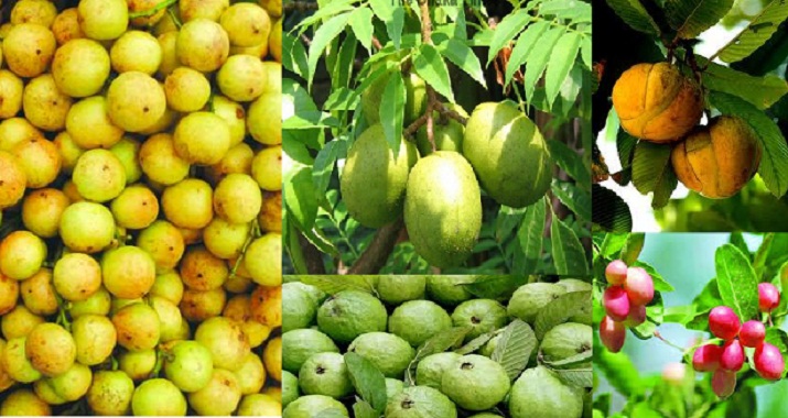 Local-Fruits
