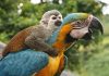 monkey-parrot