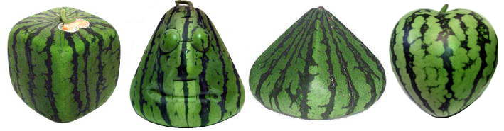 Watermelon-Different-Shaped