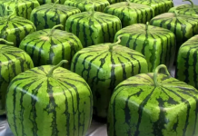 Watermelon-Square