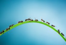 Ant-Traffic