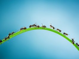 Ant-Traffic