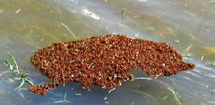 Ant-raft