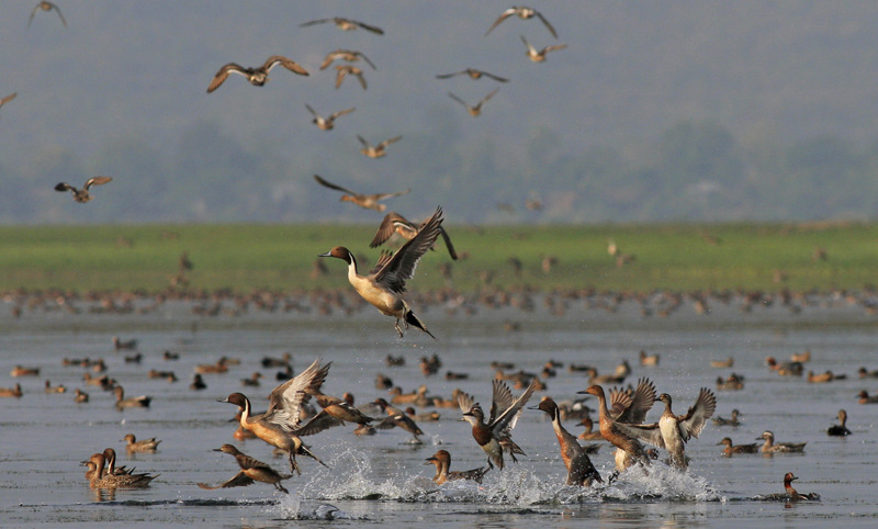 Migratory Birds at Tanguar Haor