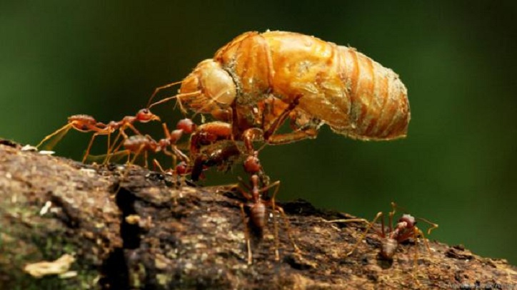ants-carrying-food
